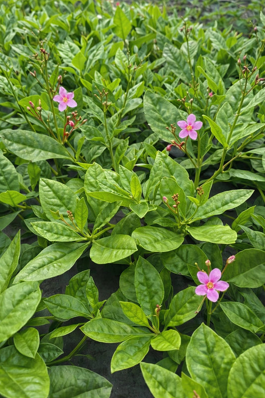 Seedeo® Surinamspinat (Talinum paniculatum) BIO 200 Samen