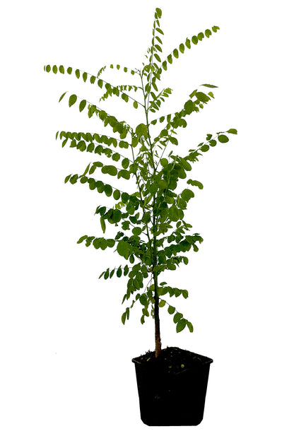 Seedeo® Japanische Schnurbaum   (Sophora japonica) 30 Samen