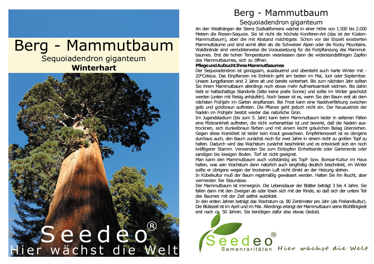 Berg - Mammutbaum (Sequoiadendron giganteum) Pflanze 2 Jahre Geschenkedition Topf mit Sternen