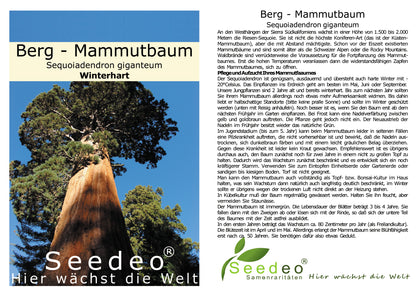 Berg - Mammutbaum (Sequoiadendron giganteum) Pflanze 2 Jahre Geschenkedition Topf mit Sternen