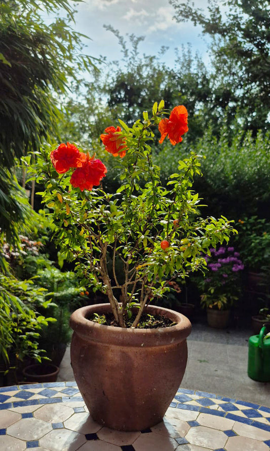 Seedeo® Zwerg-Granatapfel  (Punica granatum nana) ca. 10 cm