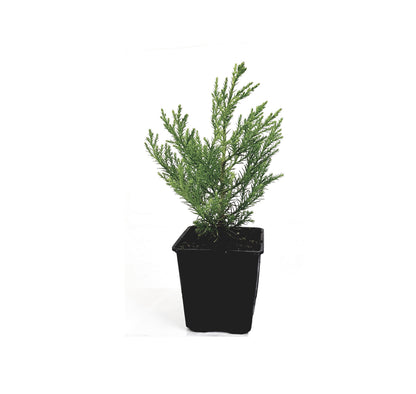 Berg - Mammutbaum (Sequoiadendron giganteum) Pflanze 2 Jahre Geschenkedition Topf mit Sternen