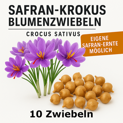 Seedeo® Safran (Crocus sativus) 10 Zwiebeln