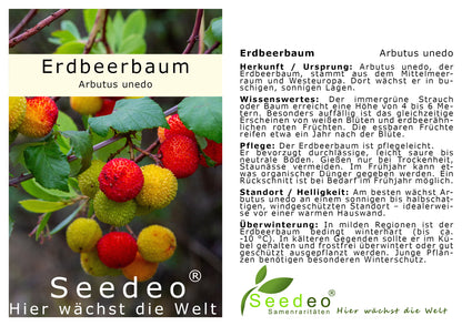 Seedeo® Erdbeerbaum (Arbutus unedo) Pflanze ca. 20-30 cm hoch