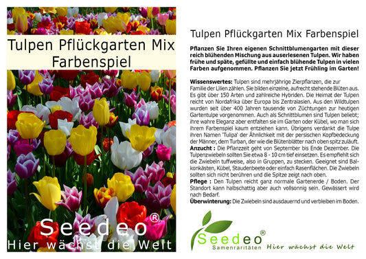 Seedeo® - Tulpen Pflückgarten Mix Farbenspiel 30 Zwiebeln mehrjährig - winterhart