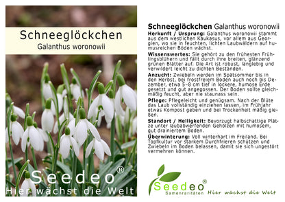 Schneeglöckchen (Galanthus woronowii) 100 Stück