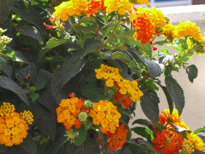 Seedeo® Wandelrose (Lantana Camara) 35 Samen