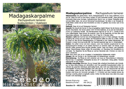 Seedeo® Madagaskarpalme (Pachypodium lamerei) 10 Samen