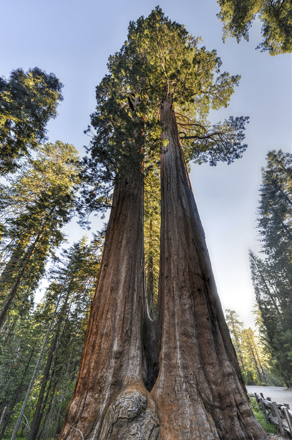 Seedeo® Küsten - Mammutbaum (Sequoia sempervirens)  Pflanze ca. 20 cm - 30 cm hoch