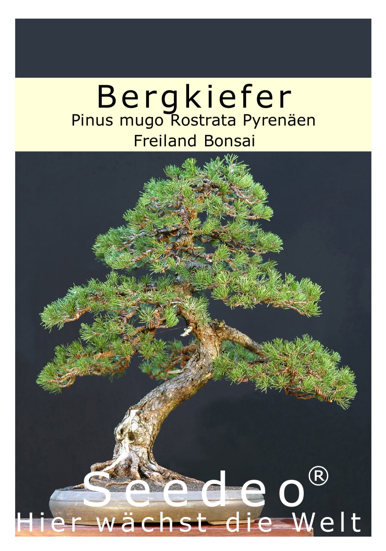 Seedeo® Bergkiefer ( Pinus mugo Rostrata Pyrenäen) Bonsai 25 Samen