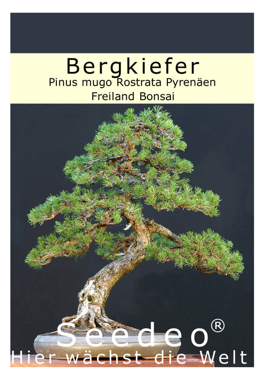 Seedeo® Bergkiefer ( Pinus mugo Rostrata Pyrenäen) Bonsai 25 Samen