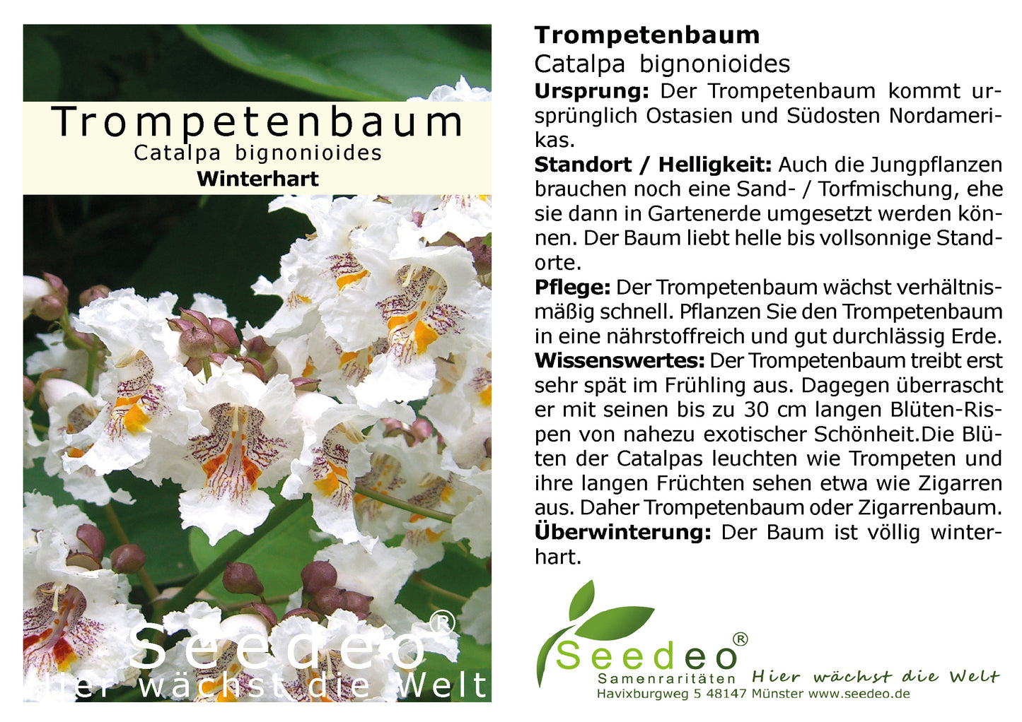 Seedeo® Trompetenbaum  Catalpa bignonioides Pflanze ca.20 - 30 cm hoch