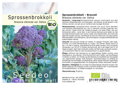 Seedeo® Sprossenbrokkoli lila (Brassica oleracea var. Italica) ca. 50 Samen BIO