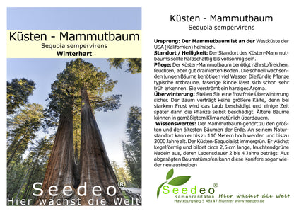 Seedeo® Küsten - Mammutbaum (Sequoia sempervirens)  Pflanze ca. 20 cm - 30 cm hoch