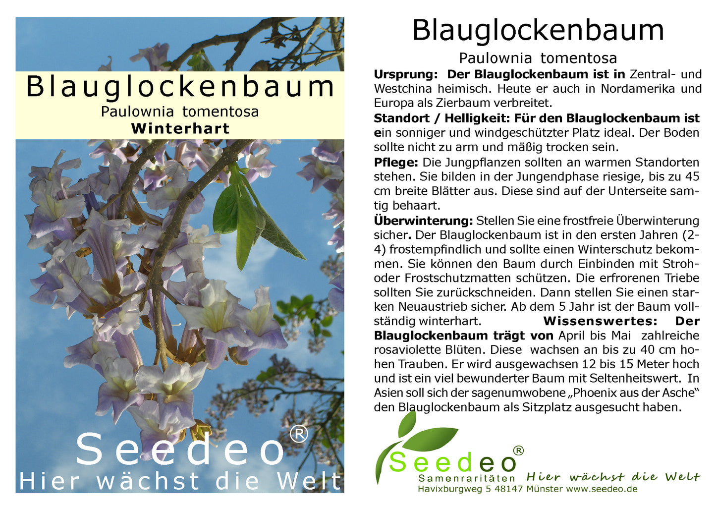 Seedeo® Blauglockenbaum (Paulownia tomentosa) 3 x Jungpflanzen