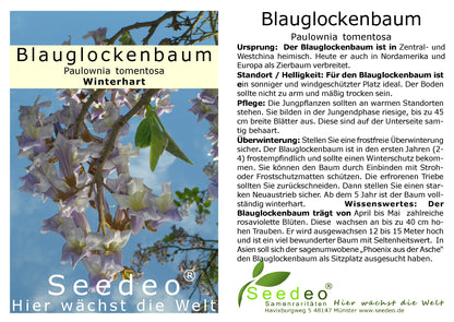 Seedeo® Blauglockenbaum (Paulownia tomentosa) 3 x Jungpflanzen