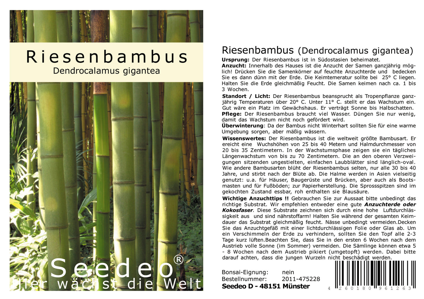 Seedeo® Anzuchtset Riesenbambus (Dendrocalamus gigantea) 60 Samen