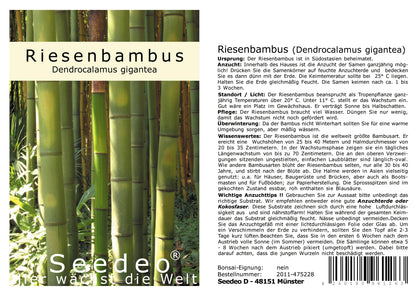 Seedeo® Anzuchtset Riesenbambus (Dendrocalamus gigantea) 60 Samen