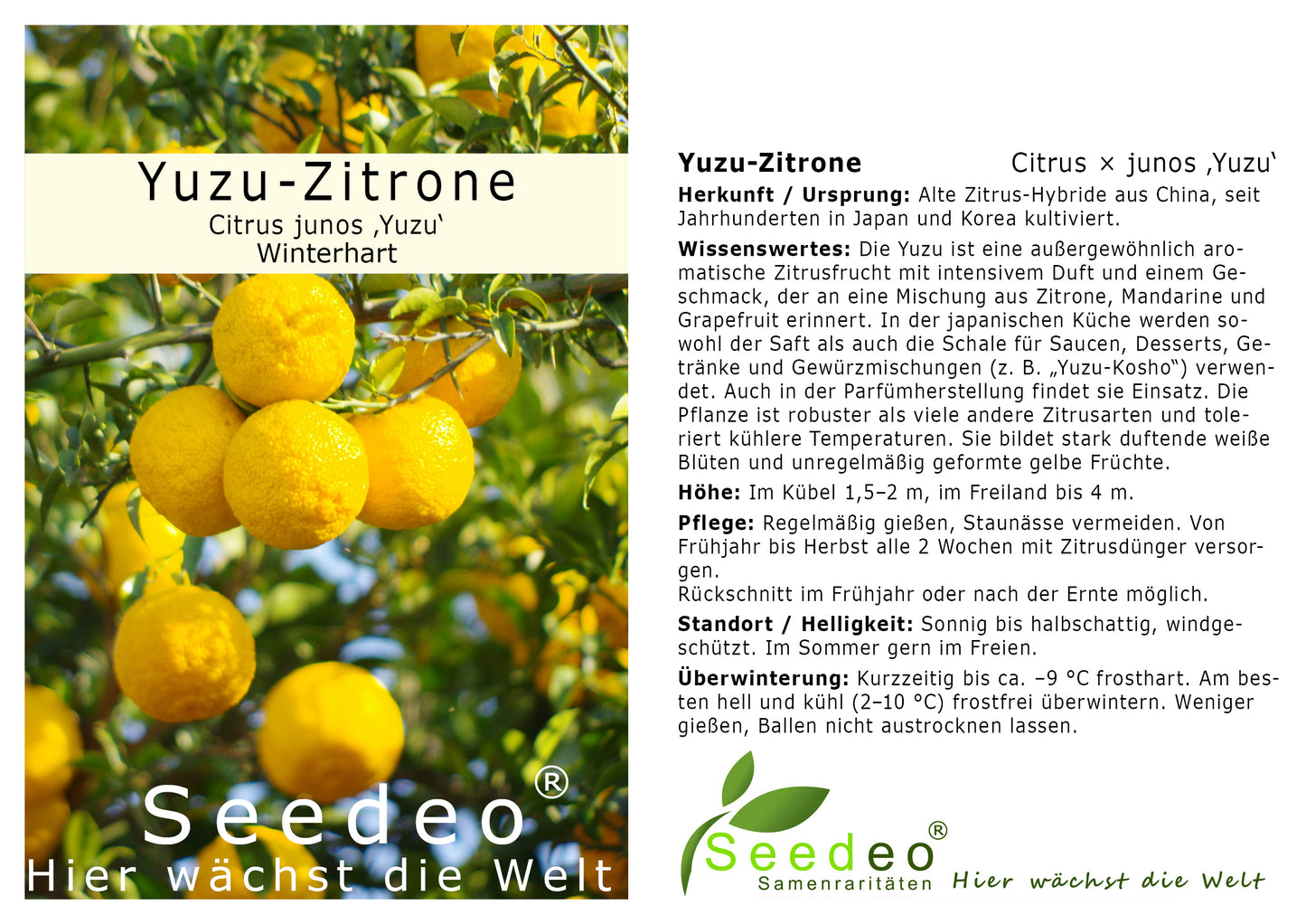 Seedeo® Yuzu-Zitrone (Citrus × junos ‚Yuzu‘) Pflanze ca. 15 cm hoch