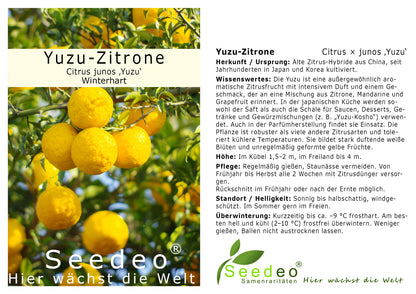 Seedeo® Yuzu-Zitrone (Citrus × junos ‚Yuzu‘) Pflanze ca. 15 cm hoch