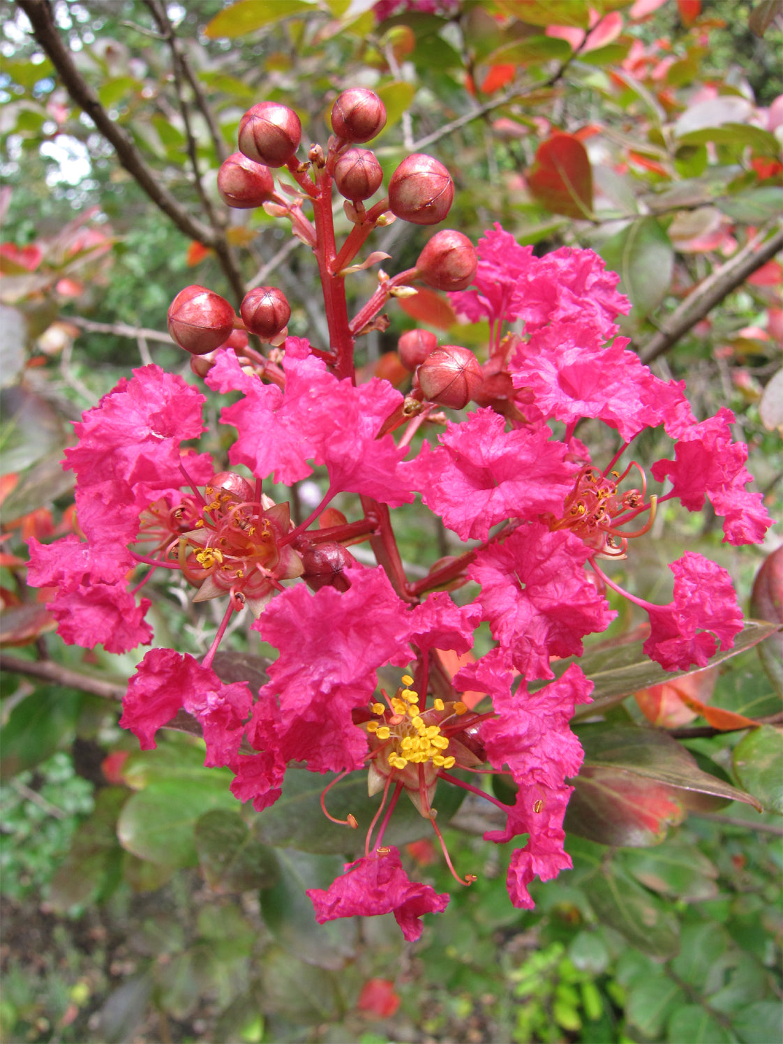 Seedeo® Kreppmyrte/Lagerstroemia Indica Rubra Magnifica (5 Kapseln) 100 Samen
