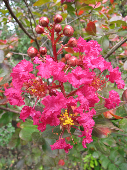 Seedeo® Kreppmyrte/Lagerstroemia Indica Rubra Magnifica (5 Kapseln) 100 Samen
