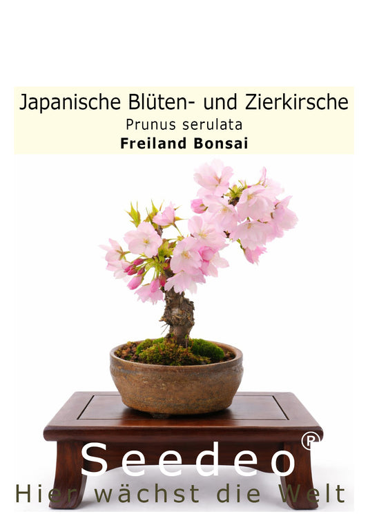Seedeo Bonsai Anzuchtset Japanische Blüten- und Zierkirsche (Prunus serulata)