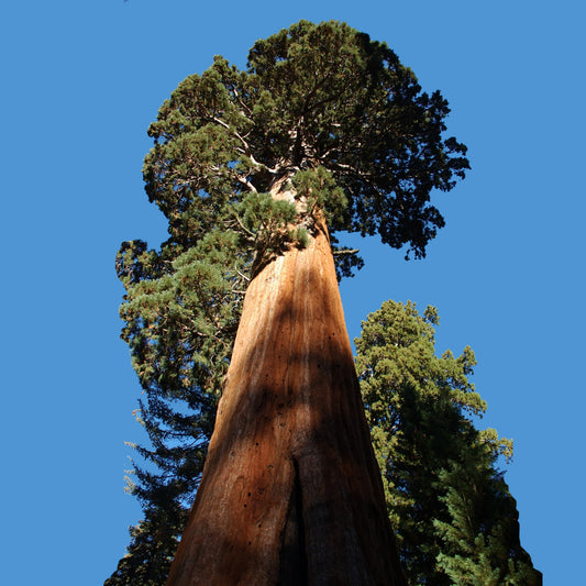 Seedeo® Berg - Mammutbaum (Sequoiadendron giganteum) Pflanze 2 Jahre