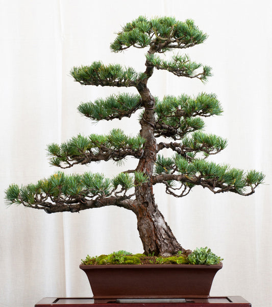 Seedeo® Bonsai Anzuchtset Mädchenkiefer (Pinus parviflora)