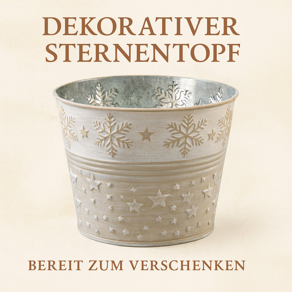 Geschenk-Edition Baum im Sternentopf – 2-jährige Jungpflanze Mittelmeer-Pinie (Pinus pinea)