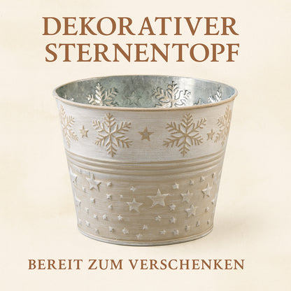 Geschenk-Edition Baum im Sternentopf – 2-jährige Jungpflanze Mittelmeer-Pinie (Pinus pinea)