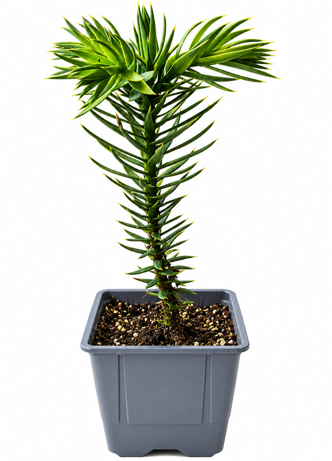 Seedeo® Chilenische Andentanne (Araucaria araucana) Pflanze ca. 10-20 cm hoch