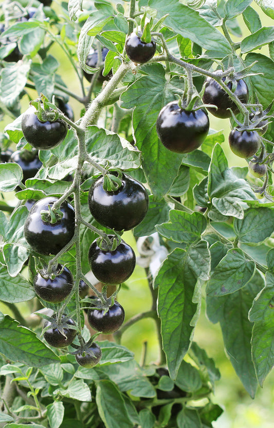 Seedeo® Tomate Indigo Rose (Lycopersicum L.) 20 Samen BIO