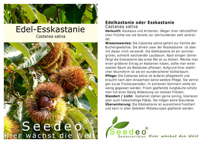 Seedeo® Edelkastanie / Esskastanie (Castanea sativa) Pflanze ca. 30 cm hoch Klimabaum