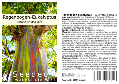 Seedeo® Regenbogen-Eukalyptus (Eucalyptus deglupta) 200 Samen