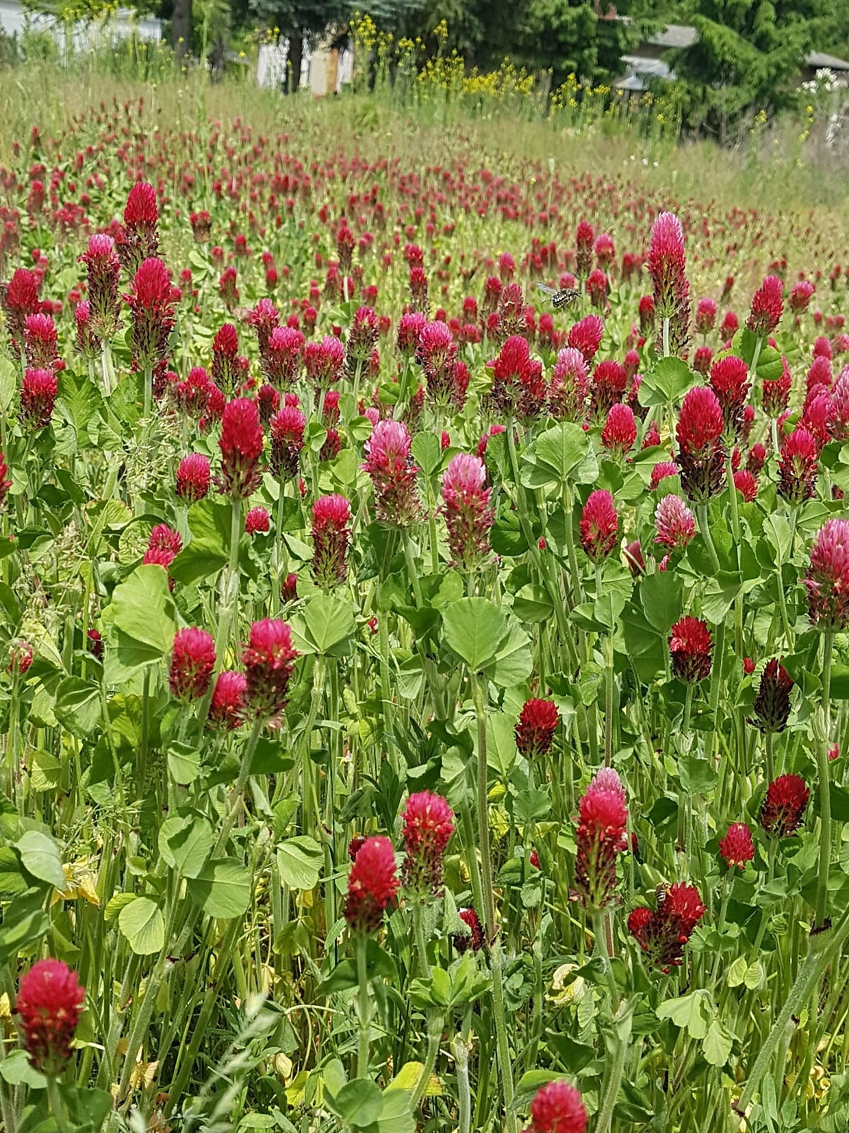 Seedeo® Inkarnatklee / Scharlachklee  (Trifolium incarnatum ) ca. 1000  Samen