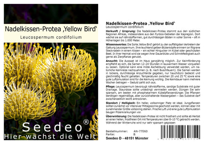 Seedeo® Nadelkissen Protea Yellow Bird (Leucospermum cordifolium) 7 Samen