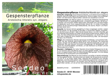 Seedeo® Gespensterpflanze (Aristolochia littoralis syn. elegans) ca. 50 Samen