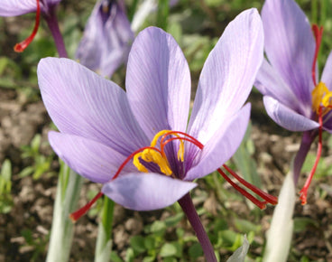 Seedeo® Safran (Crocus sativus) 10 Zwiebeln