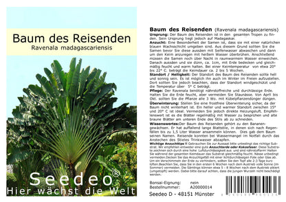 Seedeo® Baum des Reisenden (Ravenala madagascariensis) 10 Samen
