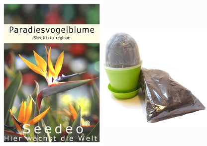 Seedeo Anzuchtset Paradiesvogelblume (Strelitzia Reginae)