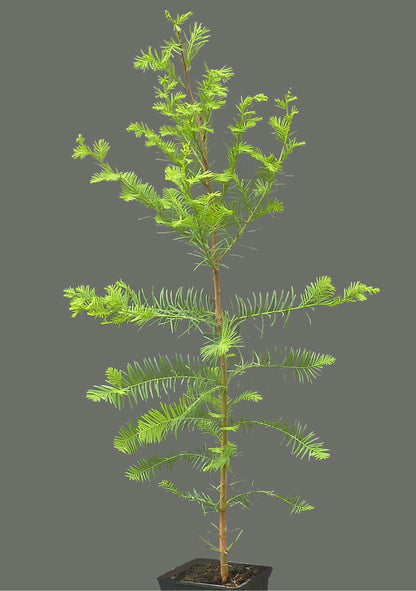 Seedeo® Sumpfzypresse (Taxodium distichum) 15 Samen