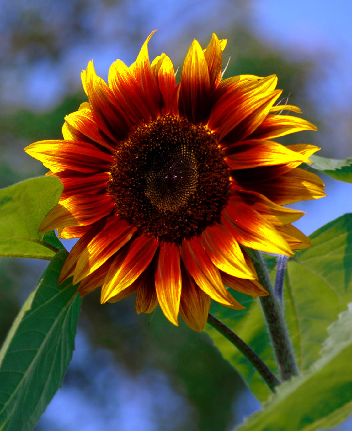 Seedeo® Sonnenblume Magic Roundabout F1 (Helianthus annuus) 20 Samen