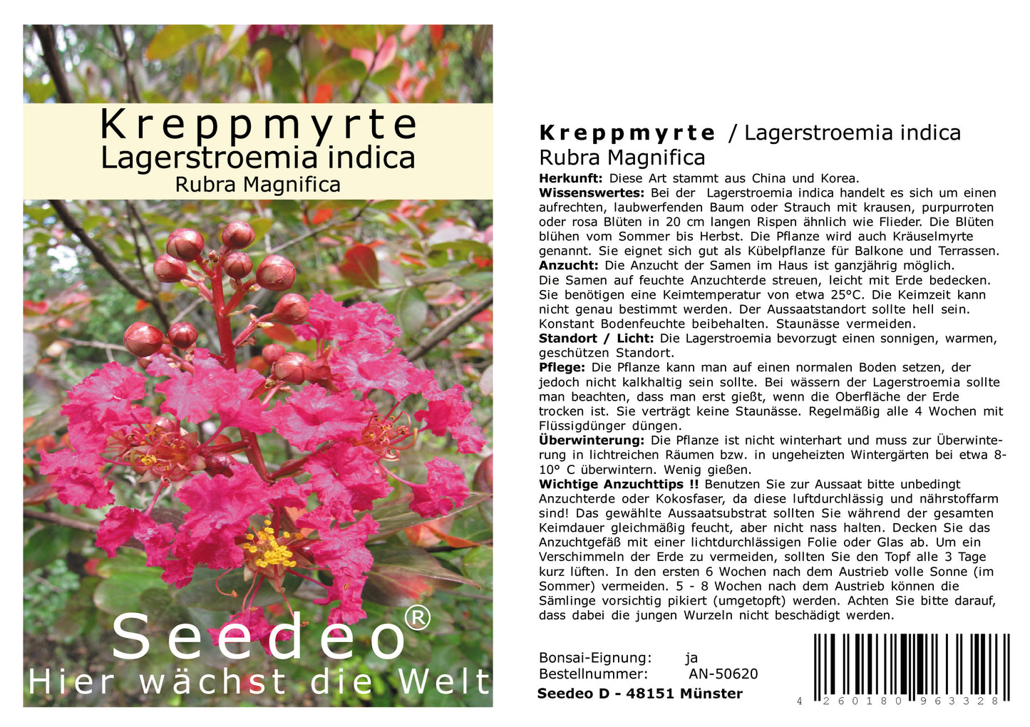 Seedeo® Kreppmyrte/Lagerstroemia Indica Rubra Magnifica (5 Kapseln) 100 Samen