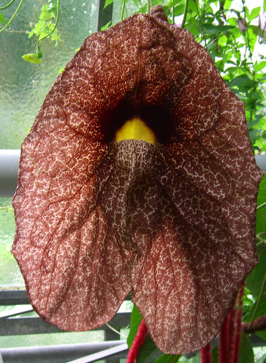 Seedeo® Gespensterpflanze (Aristolochia littoralis syn. elegans) ca. 50 Samen