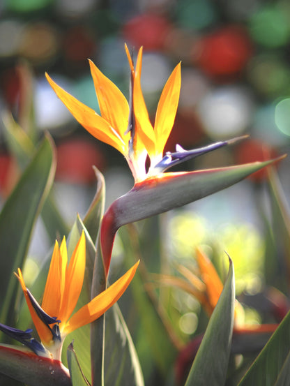 Seedeo Anzuchtset Paradiesvogelblume (Strelitzia Reginae)