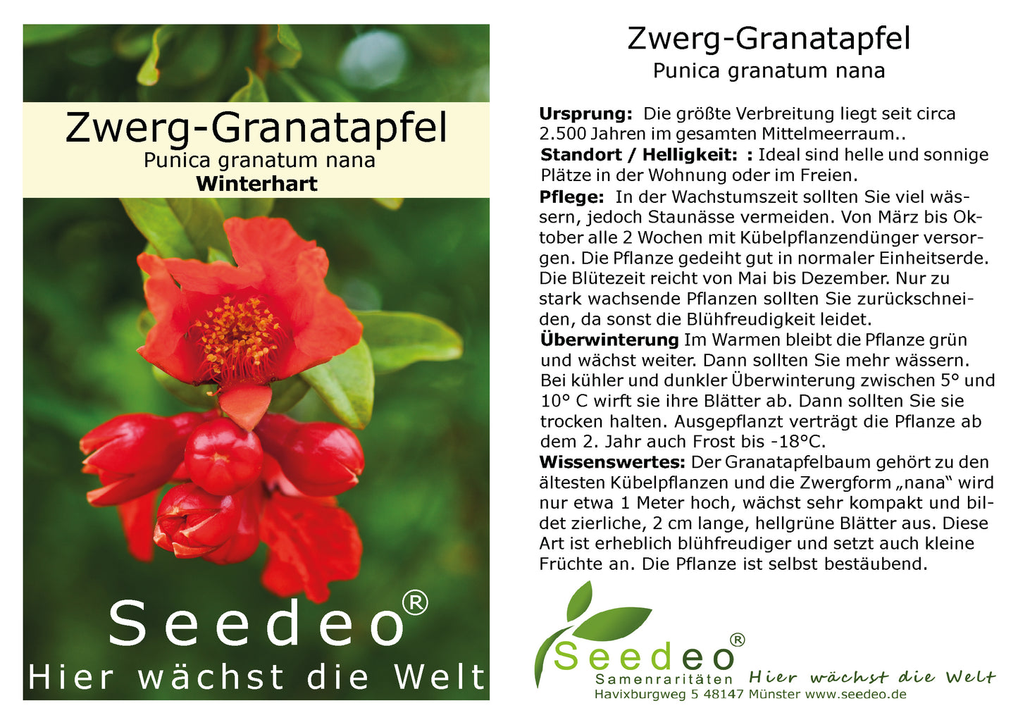 Seedeo® Zwerg-Granatapfel  (Punica granatum nana) ca. 10 cm