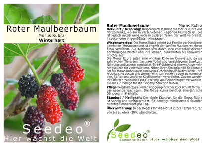 Seedeo® Roter Maulbeerbaum (Morus ruba) ca. 30 cm - 40 cm