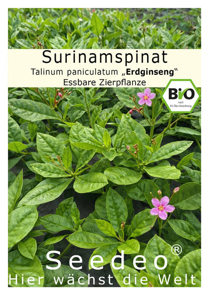 Seedeo® Surinamspinat (Talinum paniculatum) BIO 200 Samen