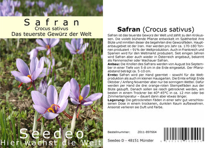 Seedeo® Safran (Crocus sativus) 10 Zwiebeln